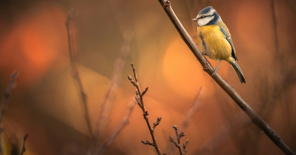 Bird Photographer of the Year 2027: deadline, fee and rules — journal cover