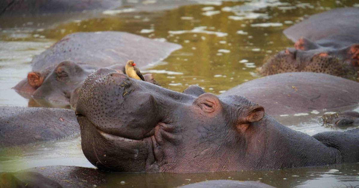 A hippo, caught mid-expression. The whole genre rests on one rule: the funny moment has to be real.
