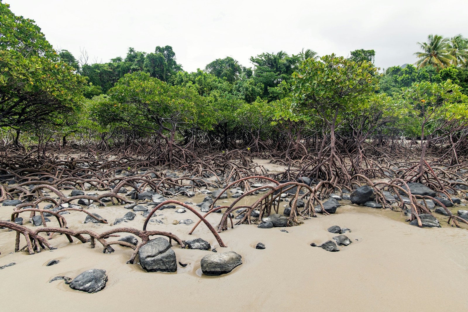 Mangrove root system at low tide. The reward in Mangrove Photography Awards is documented field-time in a specific ecosystem — not the prettiest visit-photographer frame.