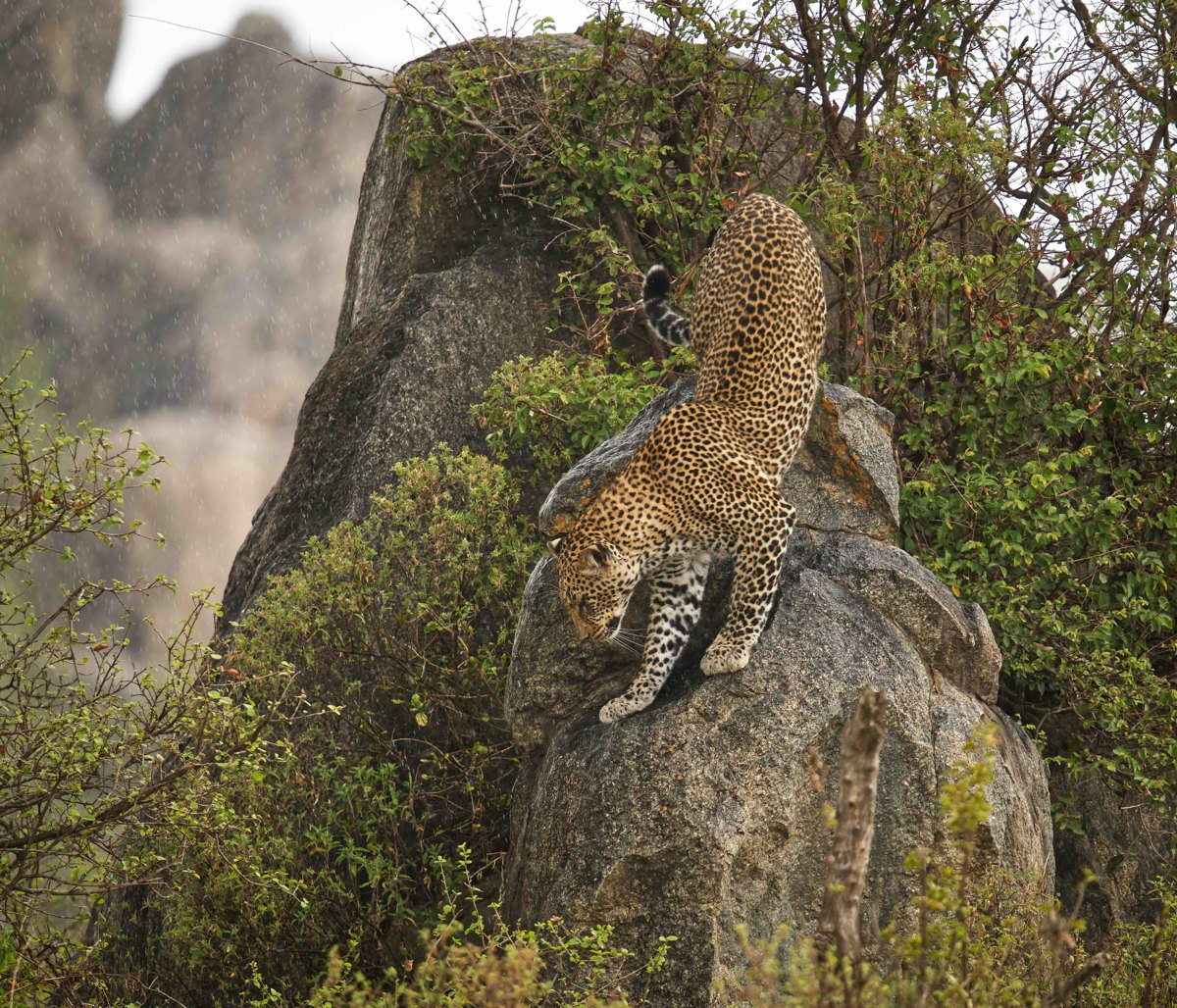 Leopard climbing headfirst down a rock in falling rain — photograph by Zied Mnif