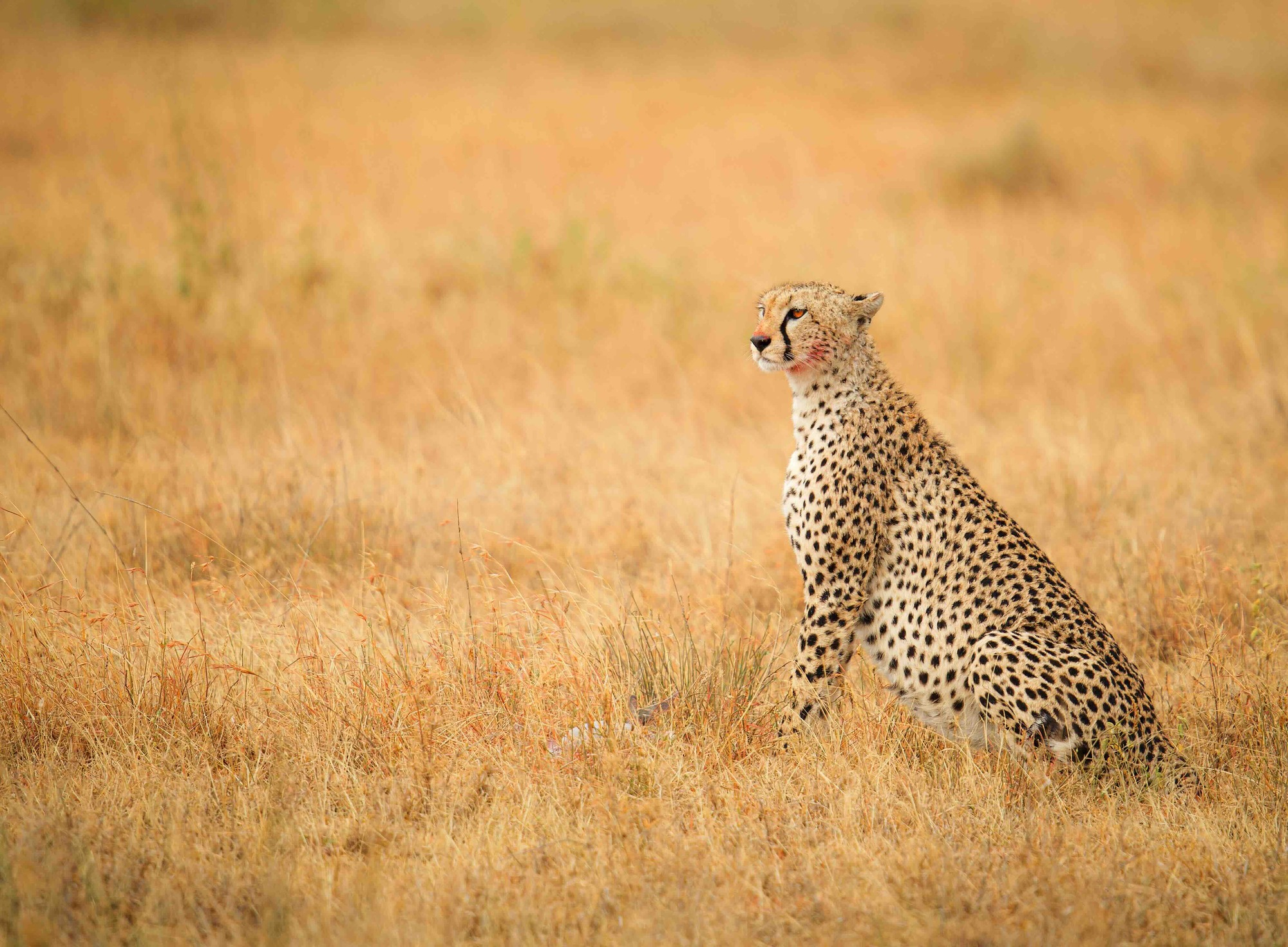 Cheetah at golden hour