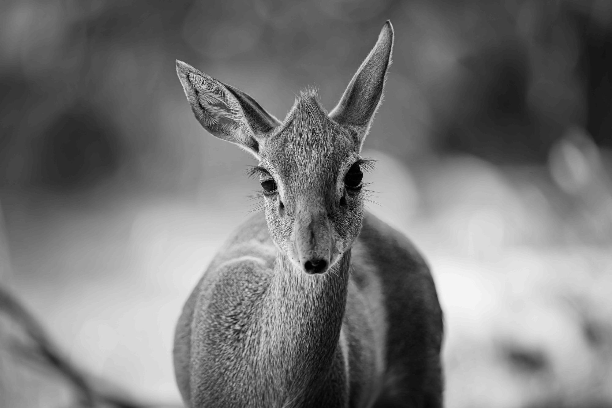 Dik-dik portrait, monochrome