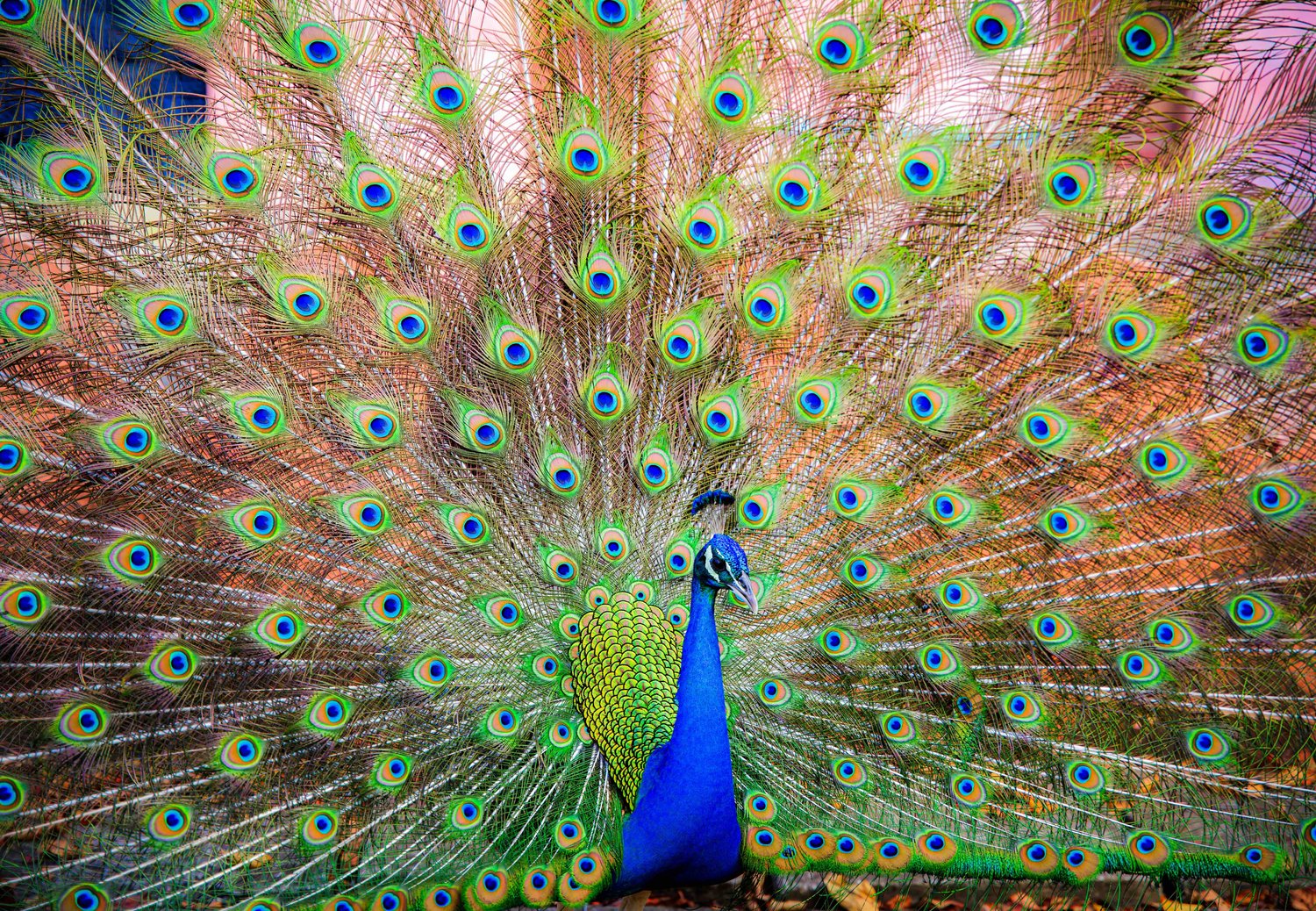 Peacock in display